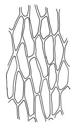 Bryum argenteum, upper laminal cells. Drawn from W. Martin 57.10, CHR 515790, K.W. Allison 2455, CHR 577448, and B.P.J. Molloy s.n., 7 Mar. 1972, CHR 164170.
 Image: R.C. Wagstaff © Landcare Research 2015 